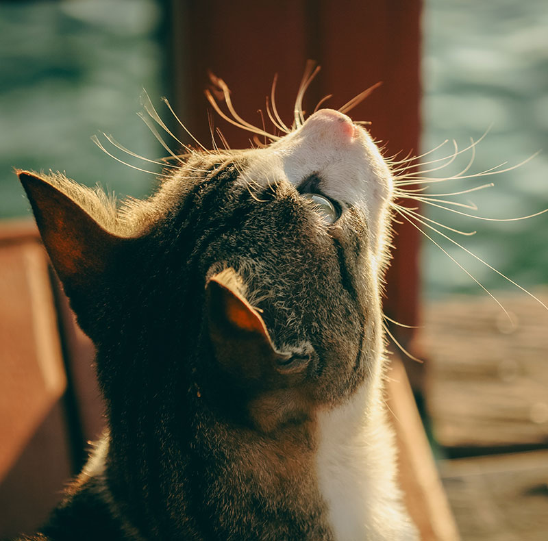 Veterinarian providing regenerative medicine treatment for a pet in Arcata, California
