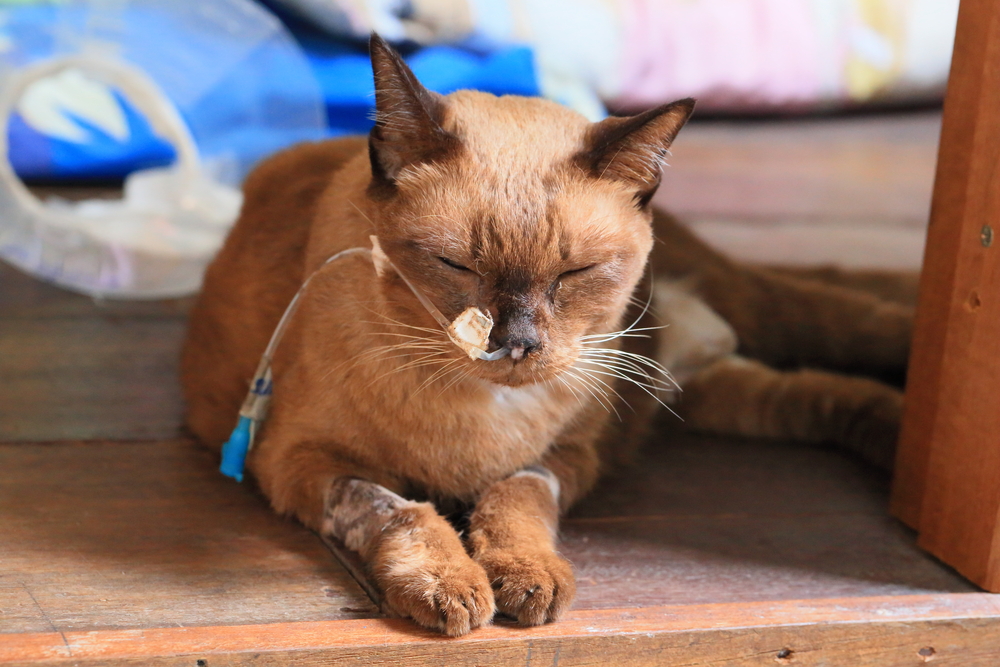 Elderly Siamese cat undergoing a veterinary examination for cancer, emphasizing diagnosis, monitoring, and treatment of serious health conditions in senior pets.