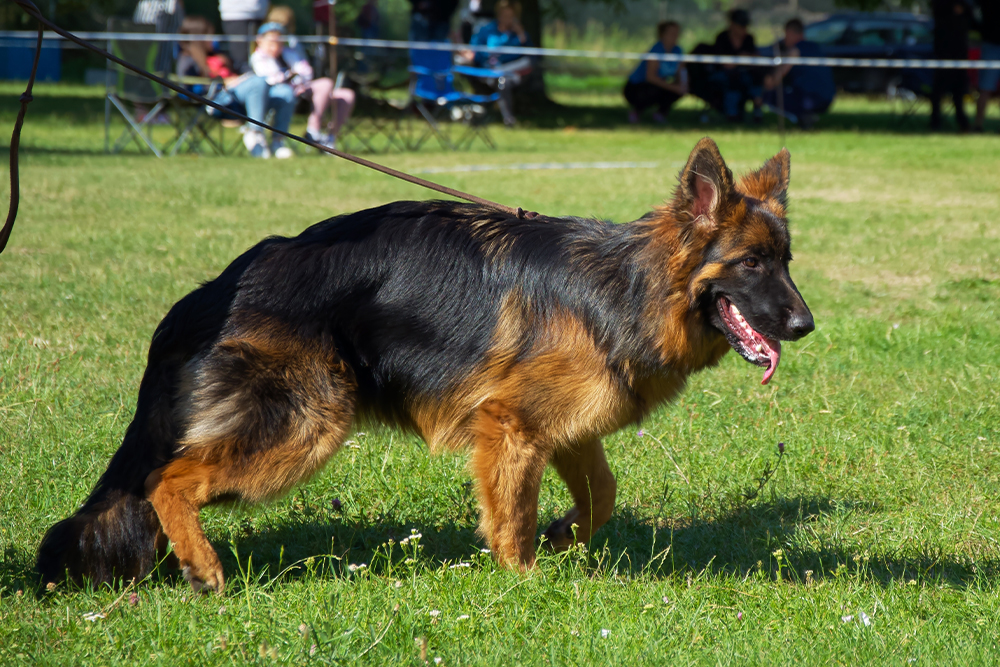 Confident German Shepherd dog standing in an alert, proud pose