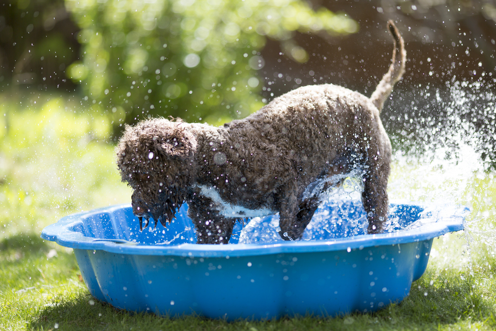 Brown dog splashing in a children's pool, summer pet safety tips from Arcata Animal Hospital
