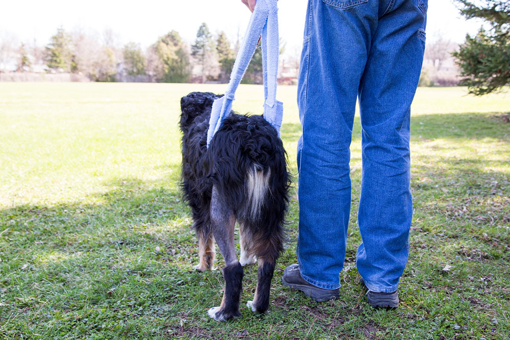 Veterinarian providing supportive care to a pet during treatment in a veterinary clinic.