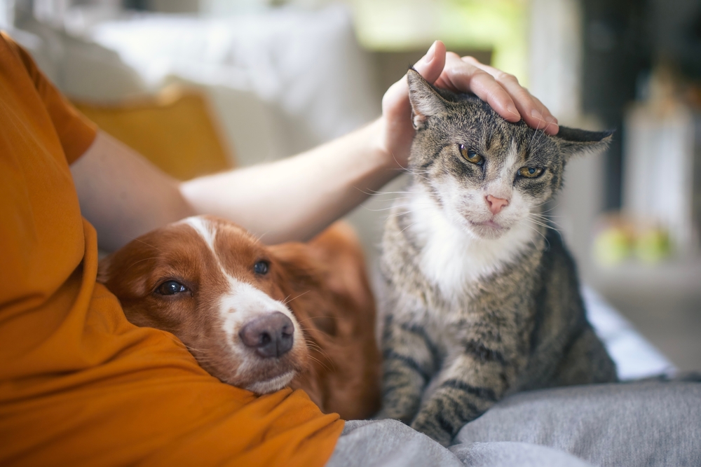 Person petting cat next to dog
