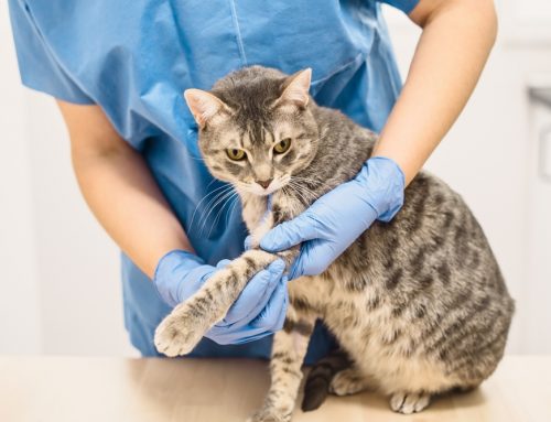Will My Pet’s Broken Leg Need Surgery or Just a Splint?