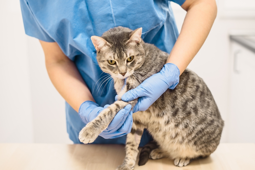 A veterinary professional in blue scrubs and gloves gently examines the front leg and paw of a grey tabby cat sitting on an examination table.