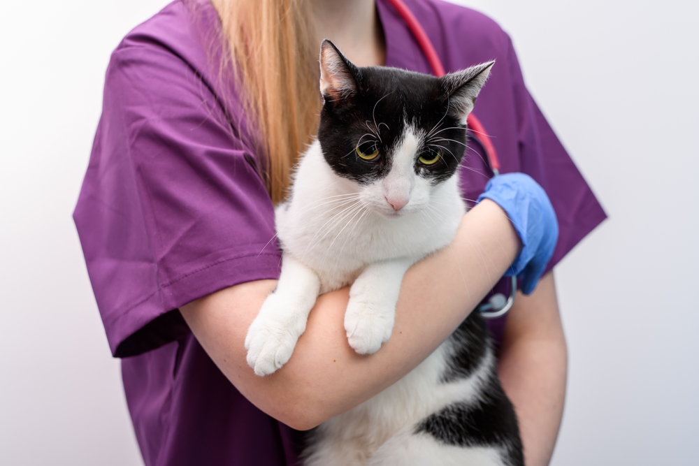 Veterinarian gently holding a cat during an examination, helping ensure the pet remains comfortable and secure throughout the visit.