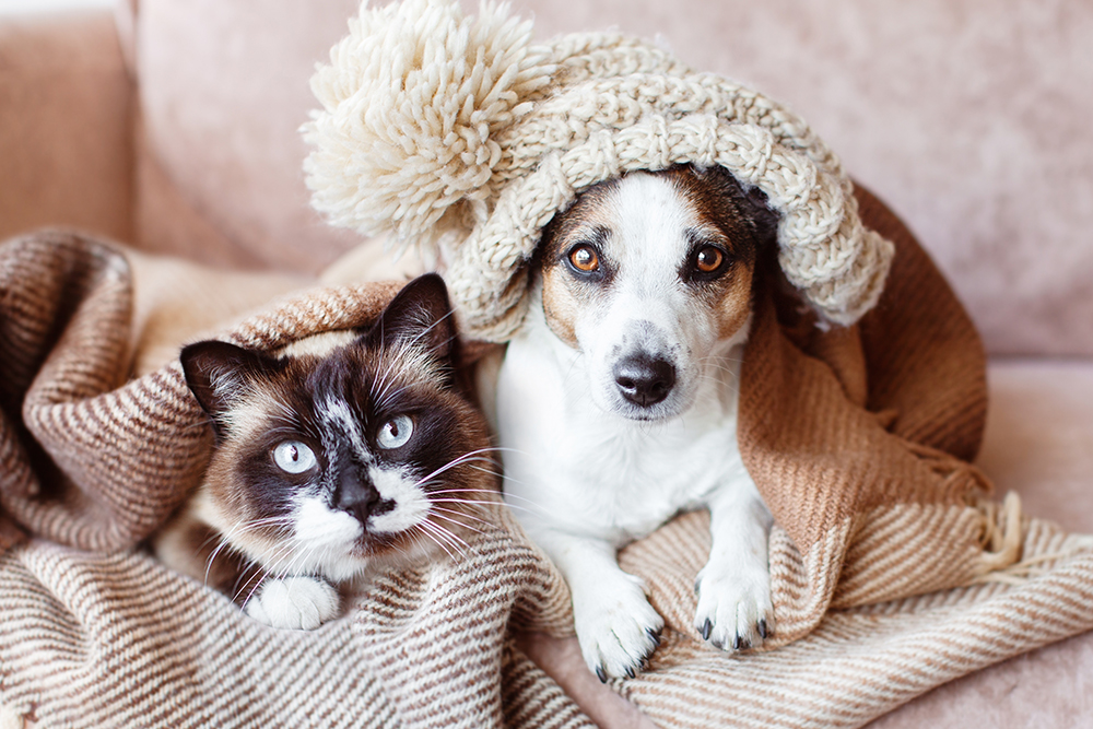 Two cozy pets cuddled together for warmth, winter companions at home