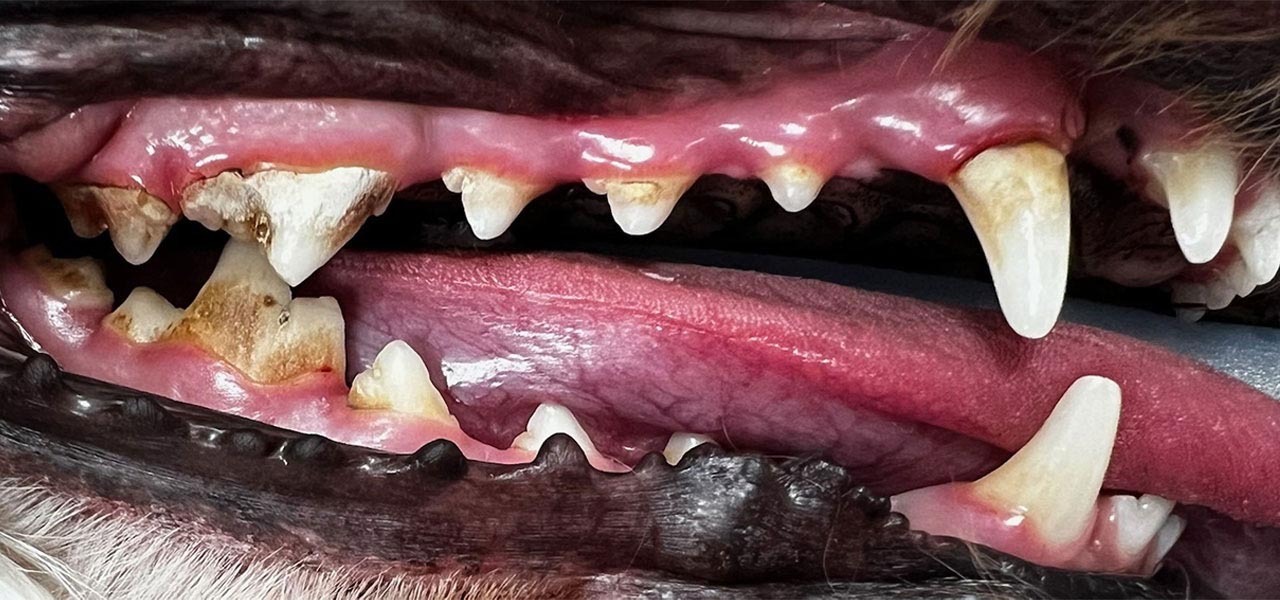 Pet teeth after professional veterinary dental cleaning at Arcata Animal Hospital showing healthy results
