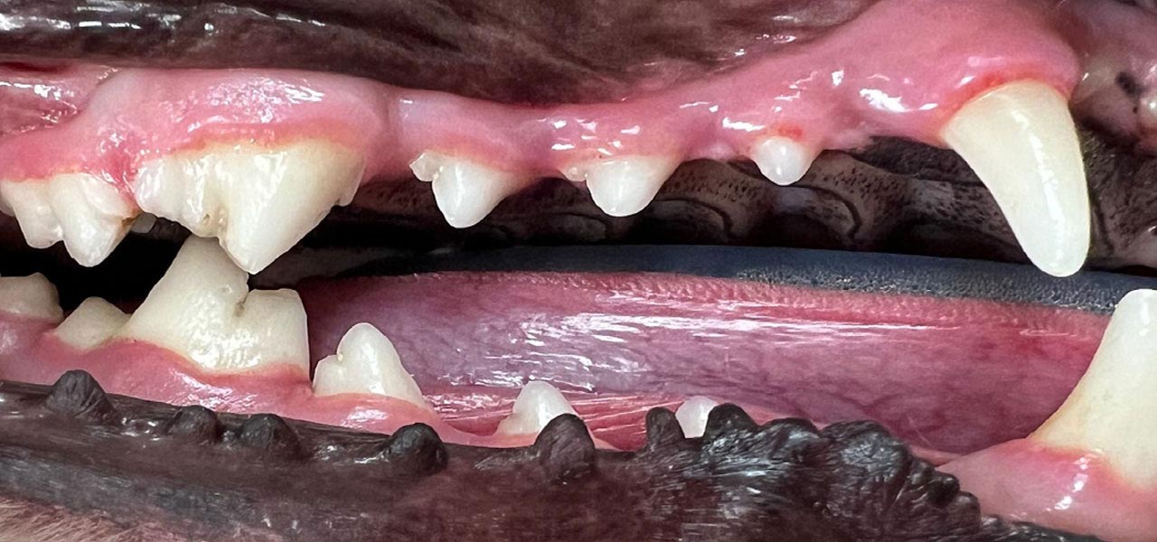 Pet teeth before veterinary dental cleaning showing tartar and plaque buildup
