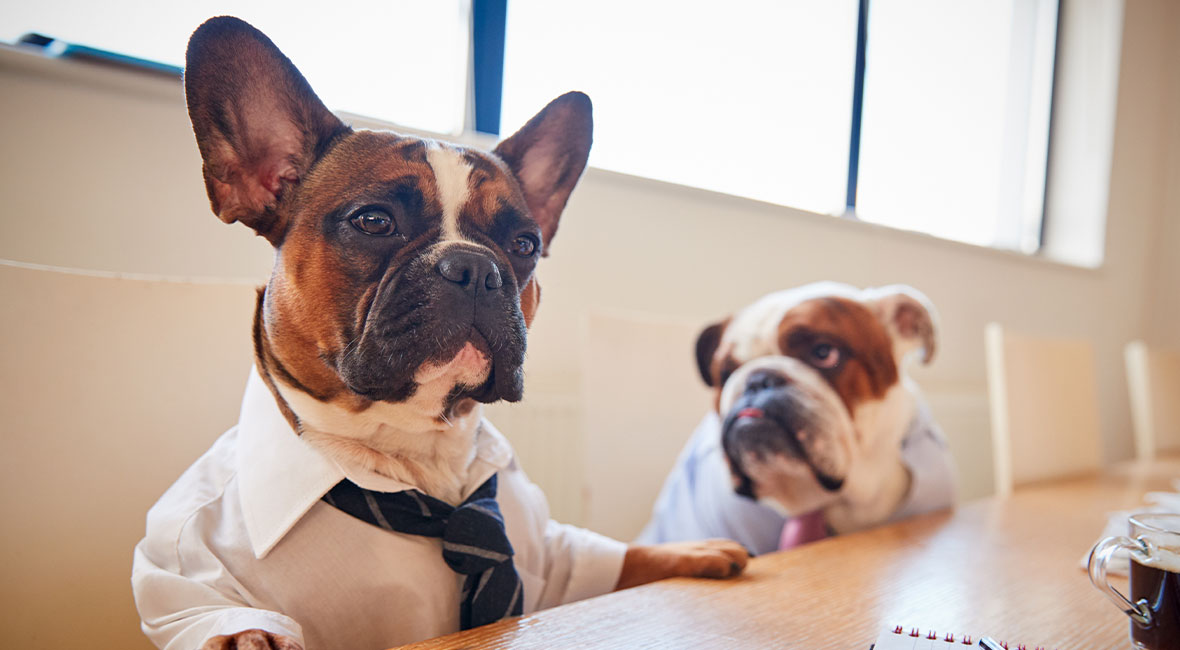 Veterinary career opportunities and team culture at Arcata Animal Hospital in Arcata, CA
