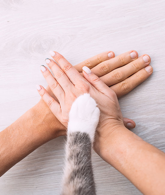 Veterinary professional at Arcata Animal Hospital working with animal patients