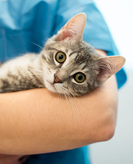 Arcata Animal Hospital veterinary team member in clinical work environment