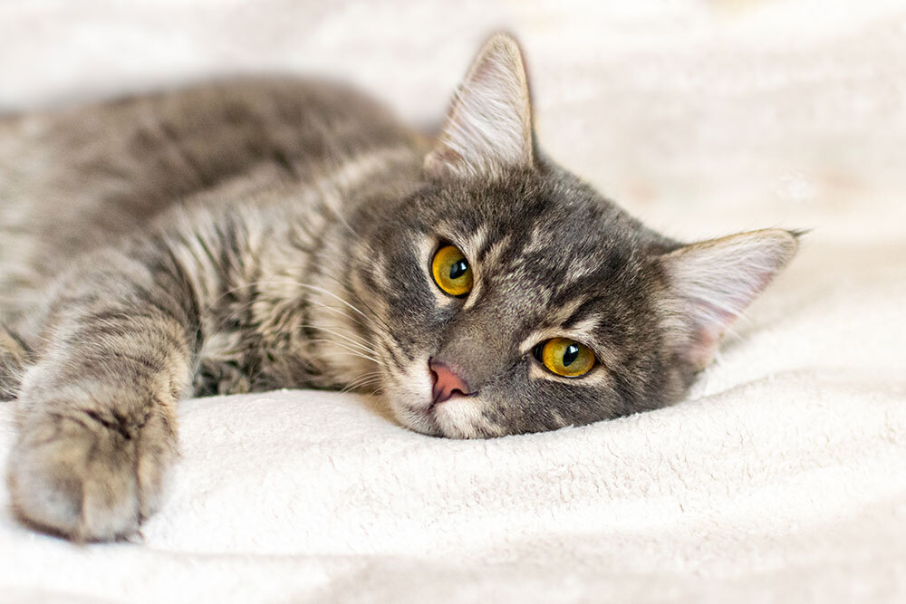 Cat with striking yellow eyes representing feline veterinary care in Arcata
