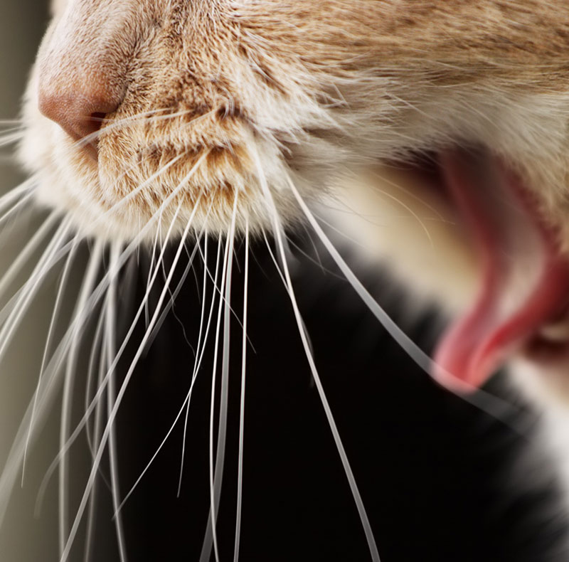 Close-up of a pet's teeth following professional veterinary dental cleaning at Arcata Animal Hospital
