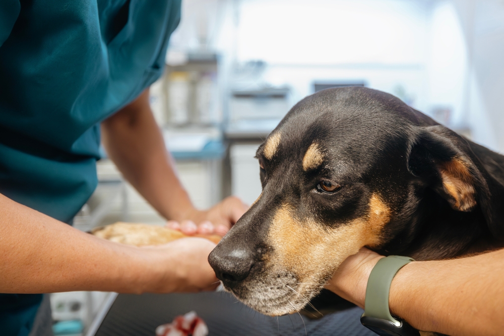 Veterinarian examining a dog during a diagnostic evaluation for cancer, using medical testing and assessment to identify potential health concerns.