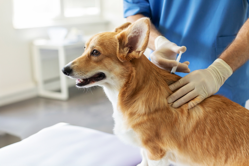 Dog receiving a vaccine during a veterinary visit to help protect against common infectious diseases and support long-term health.