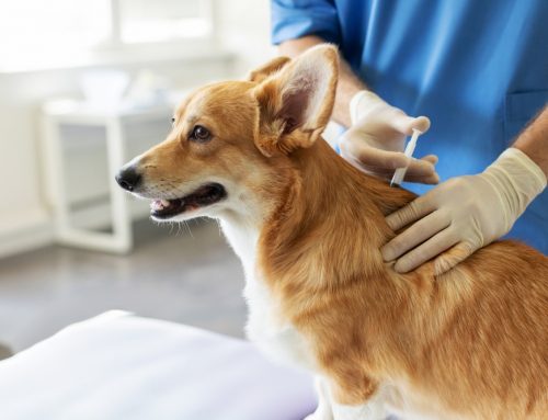 What Vaccines Does My Pet Really Need Every Year?