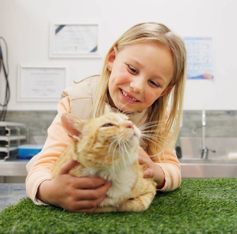 Pet receiving calm, Fear Free veterinary care in a welcoming clinic environment
