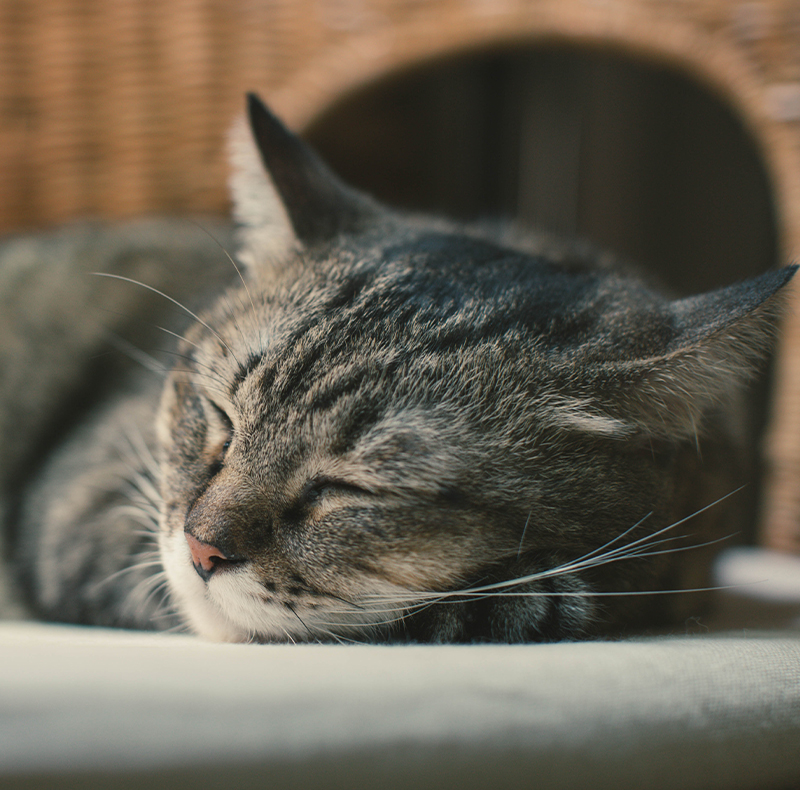 Cat resting in a safe, comfortable boarding suite at Arcata Animal Hospital in Arcata, CA
