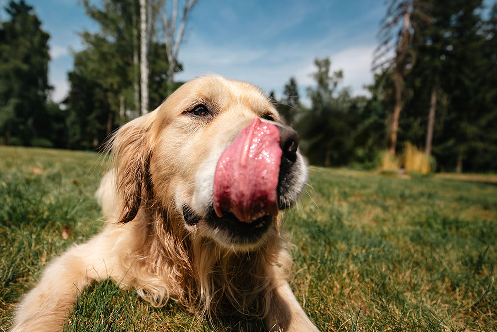 Funny close-up portrait of a dog with a playful expression, happy pet at Arcata vet