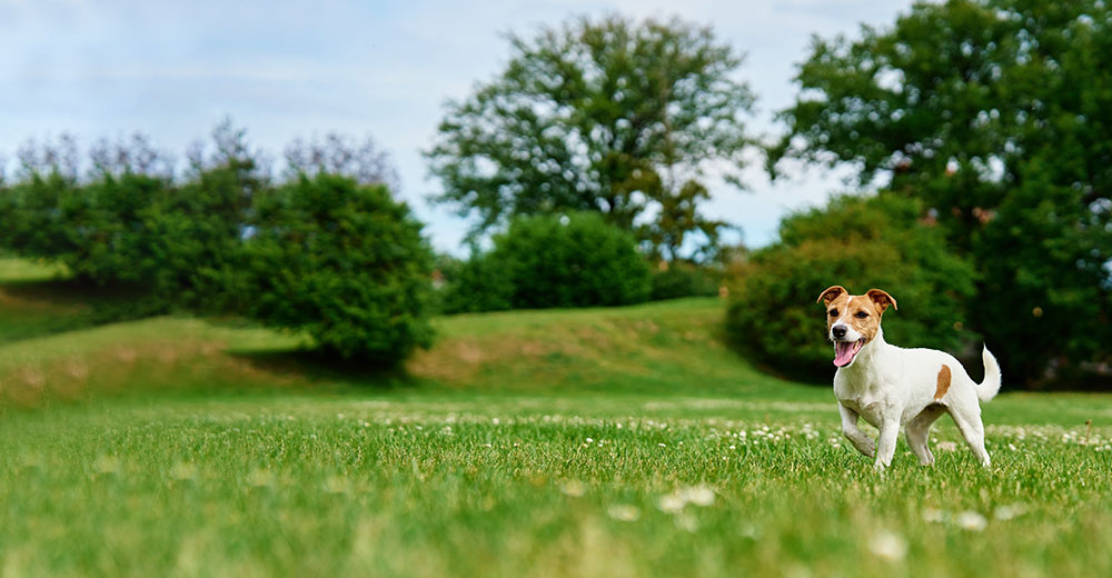 Pets receiving quality veterinary care at Arcata Animal Hospital in Arcata, CA
