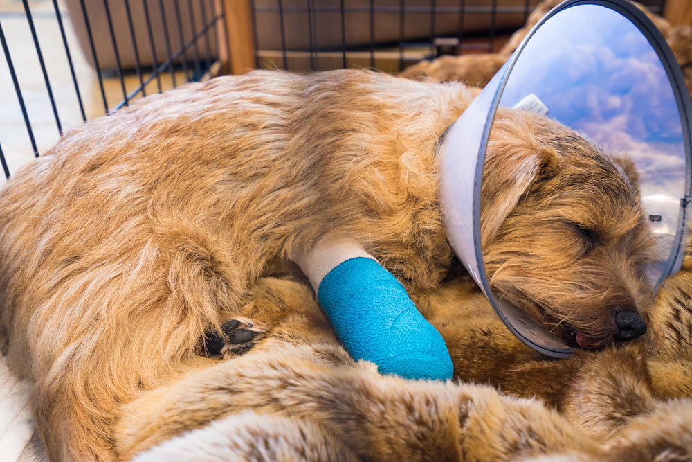Dog wearing a protective e-collar and leg cast recovering from injury