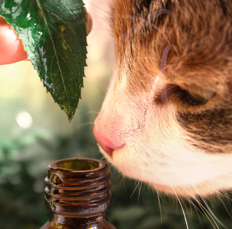 Integrative veterinary medicine treatment session for pets at Arcata Animal Hospital
