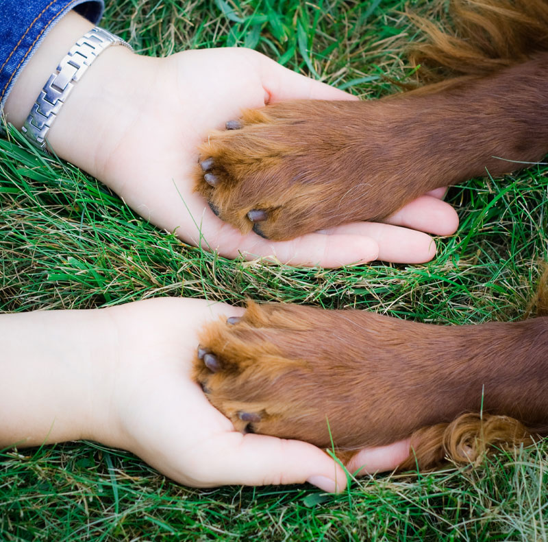 Integrative medicine consultation with a pet at Arcata Animal Hospital
