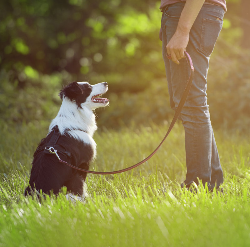 Holistic veterinary treatment including acupuncture or laser therapy for pets
