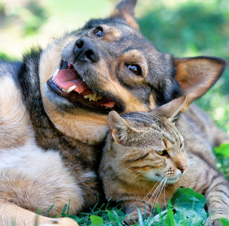 Integrative veterinary medicine for pets at Arcata Animal Hospital in Arcata, CA
