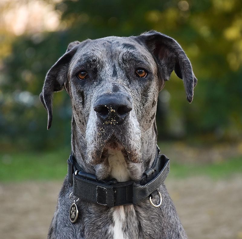 Merle Great Dane dog patient portrait at Arcata Animal Hospital in Arcata, CA
