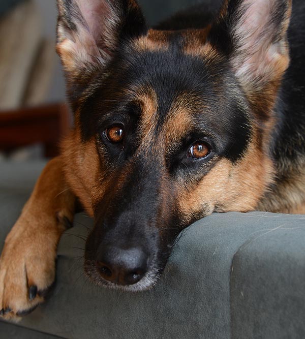 German Shepherd dog resting, a patient at Arcata Animal Hospital in Arcata, CA
