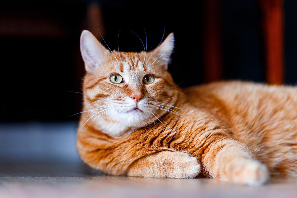Orange tabby cat relaxing comfortably, pet care at Arcata Animal Hospital in Arcata, CA