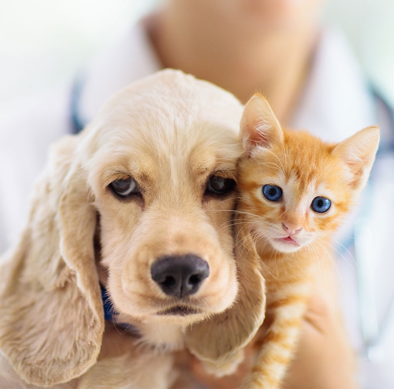Arcata Animal Hospital team and practice story in Arcata, CA
