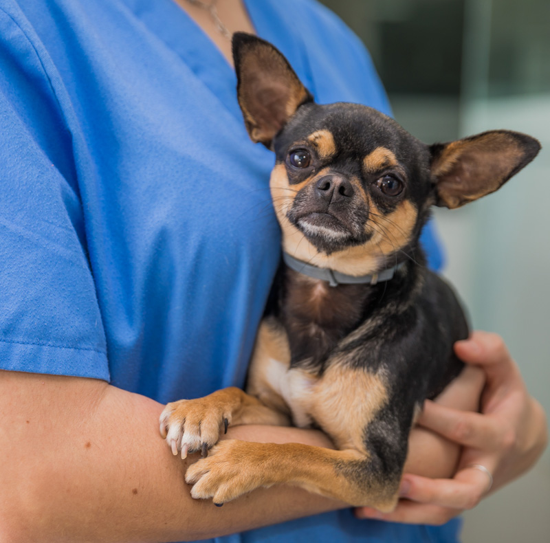 Arcata Animal Hospital team and practice history photo
