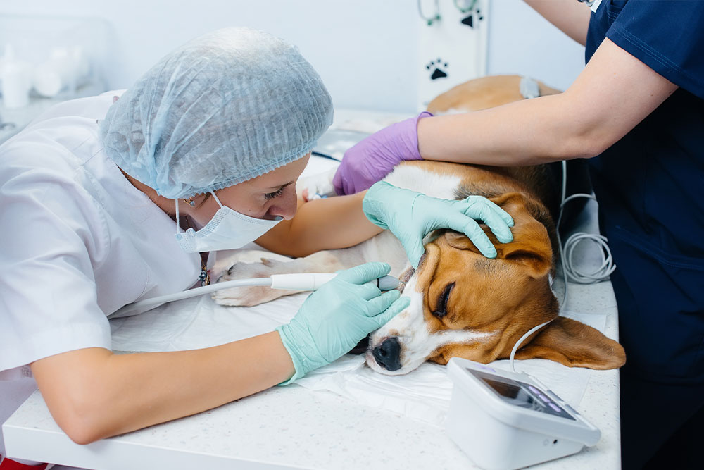Veterinary dental surgery in progress at Arcata Animal Hospital