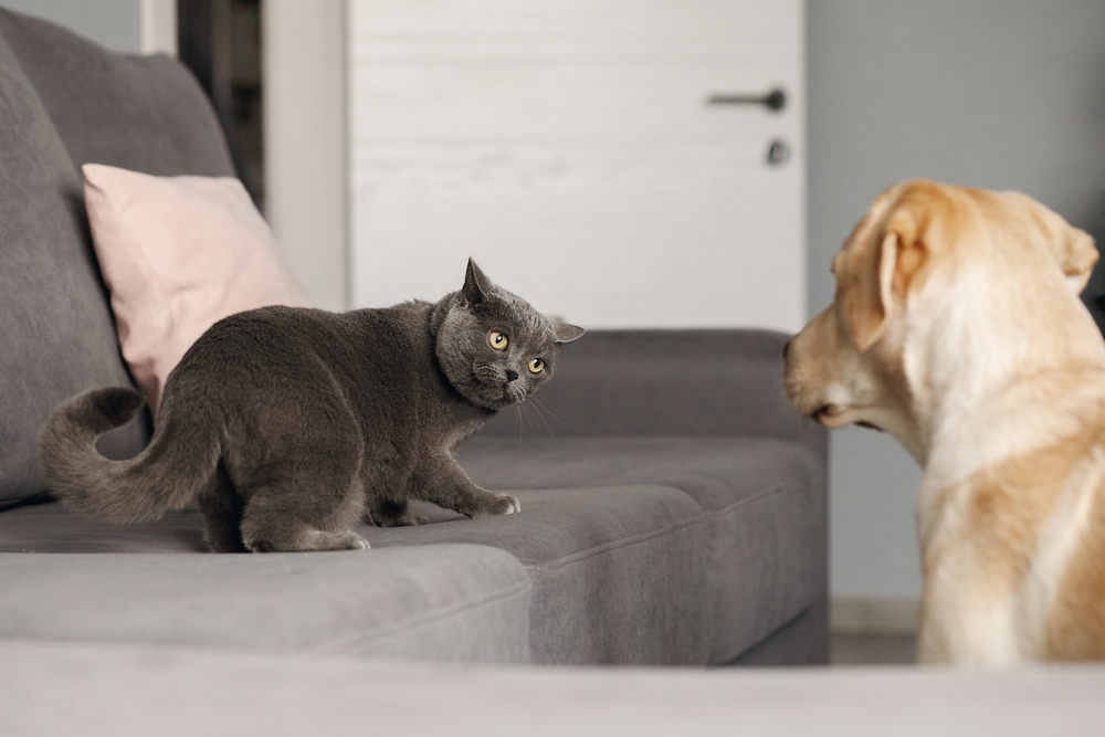 Cat and dog meeting for the first time, demonstrating safe new pet introductions at home.