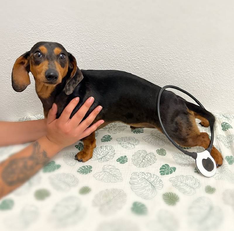 PEMF therapy device used for veterinary rehabilitation and pain management in pets

