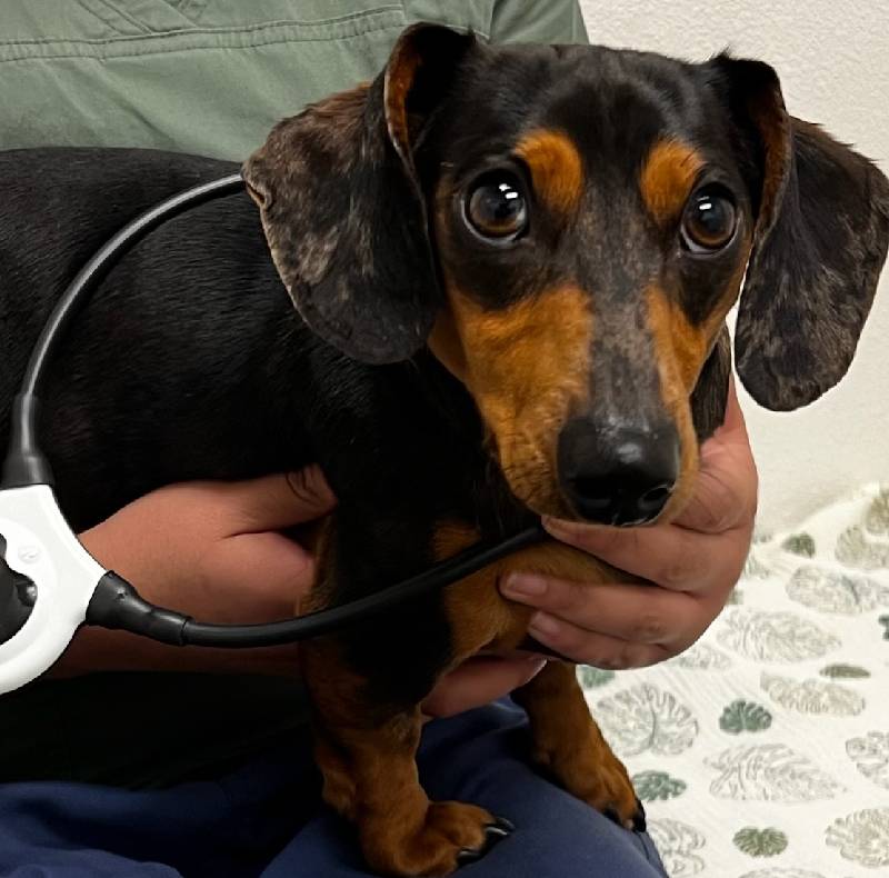 Pulsed electromagnetic field therapy (PEMF) administered to a pet at Arcata Animal Hospital
