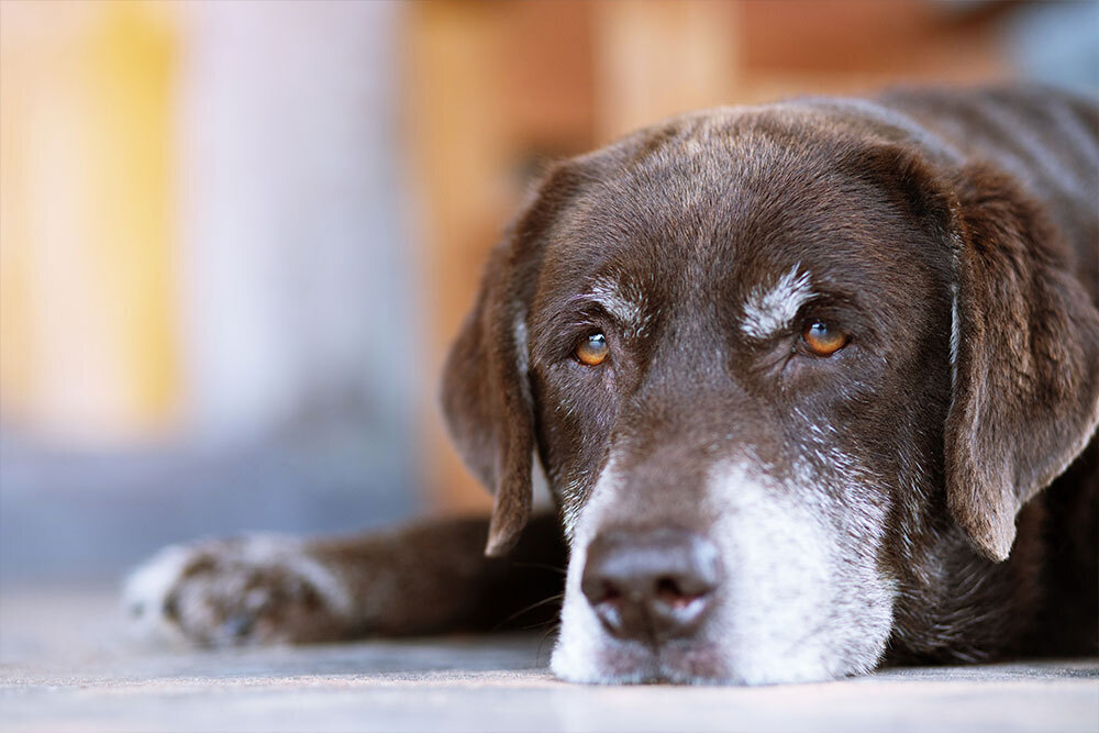 Senior dog resting peacefully at home, representing geriatric pet care