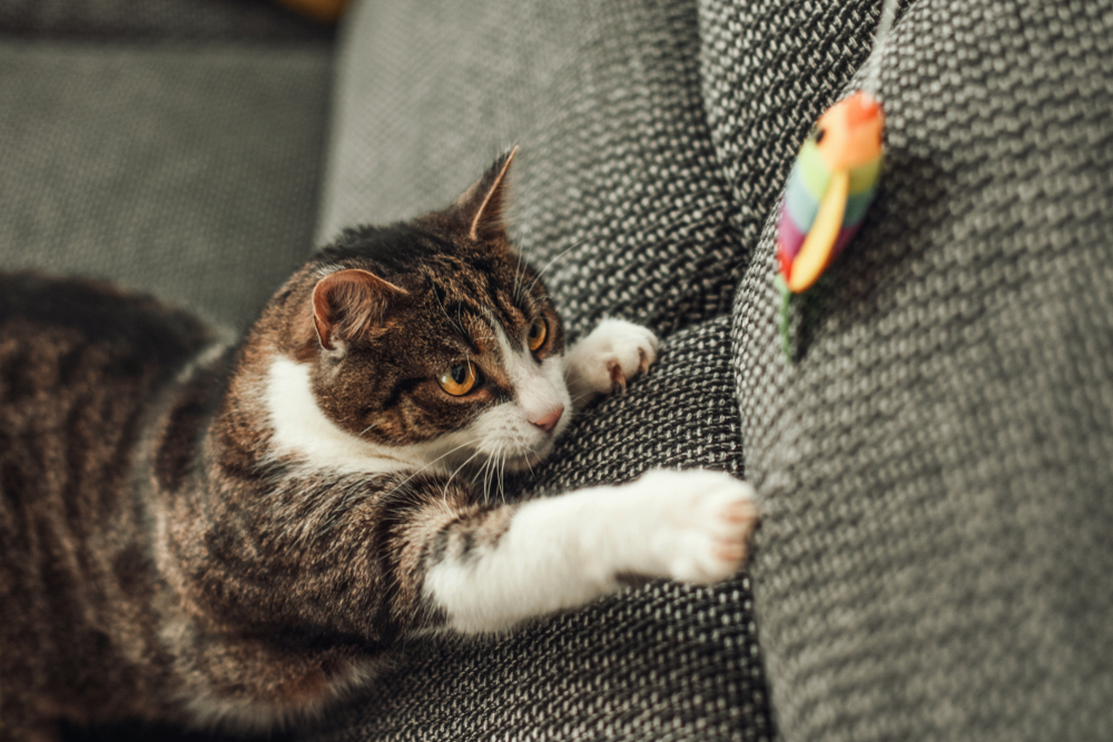 Cute cat playing with a toy at home to support feline mental enrichment and stimulation
