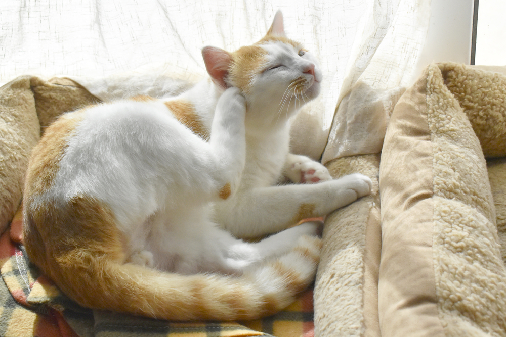 Cat sitting in a bed beside a patio door scratching, illustrating feline skin allergy symptoms