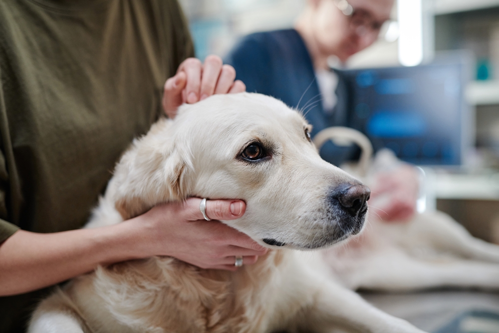 Sick dog receiving a thorough physical examination from a veterinarian at an animal hospital