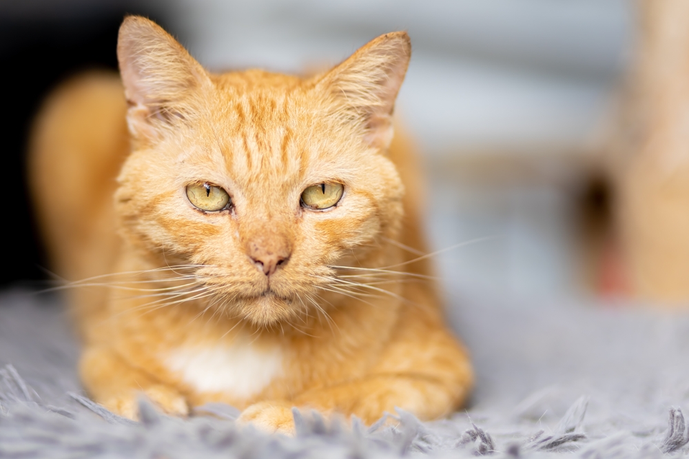 Senior cat resting, representing aging pet care and arthritis management for older cats