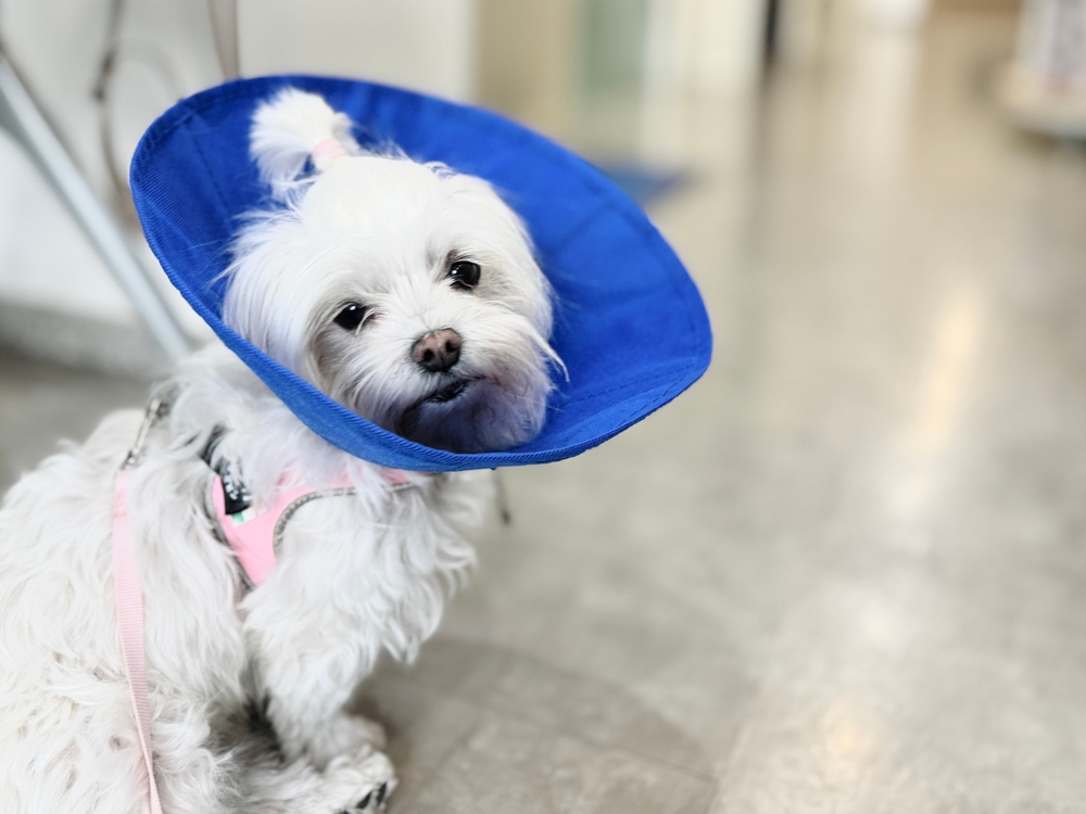 Dog wearing an Elizabethan collar resting comfortably during recovery from spay surgery