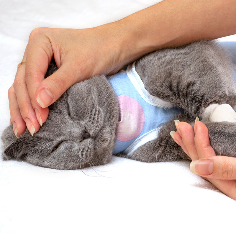Veterinary surgical team providing expert care to a pet patient during surgery
