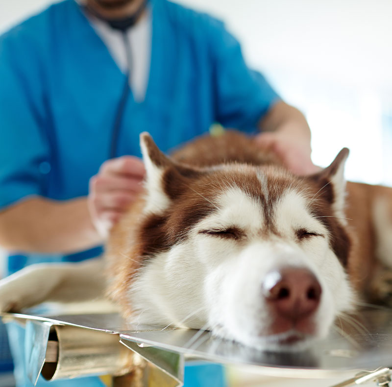 Veterinarian and surgical staff carefully performing a procedure on a pet patient
