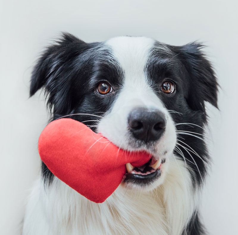 Veterinary therapeutic ultrasound device used for pet rehabilitation in Arcata, CA
