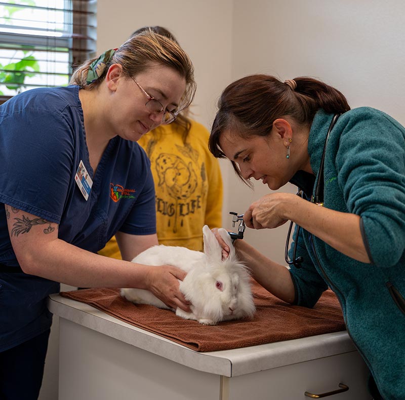 Exotic pet wellness exam at Arcata Animal Hospital in Arcata, CA
